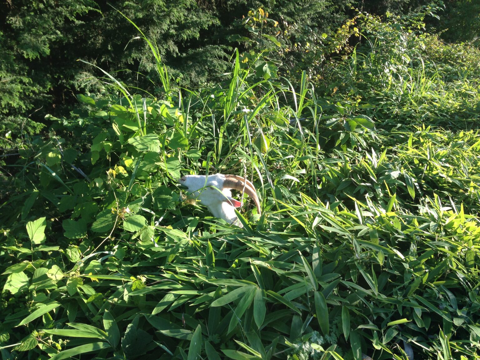 理想と違った山暮らし